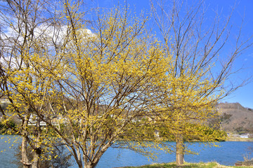 Fototapeta premium サンシュユの花