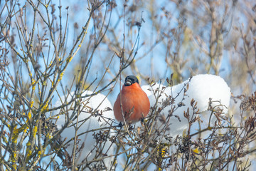 red-breasted bullfinch on a sunny winter day sits on a branch