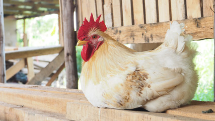 Hen white color sitting on wooden in farm house