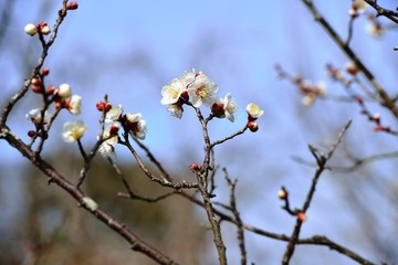 風土記の丘の梅