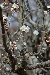 風土記の丘の梅