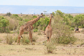 Giraffen im Nationalpark
