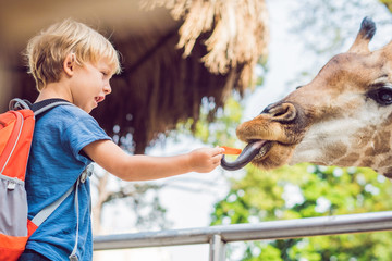 little kid boy watching and feeding giraffe in zoo. Happy kid having fun with animals safari park...