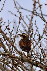 風土記の丘の梅
