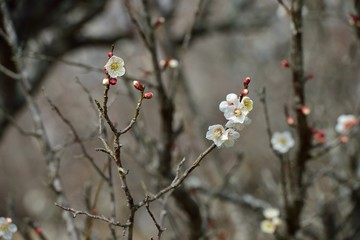 風土記の丘の梅