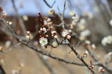 風土記の丘の梅