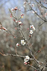 風土記の丘の梅