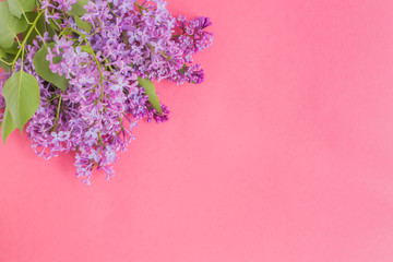 Lilac branches on a pink background