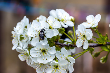 Garten Traum Wild Maske Biene auf weisse Kirsch bluete im Frueh Jahr