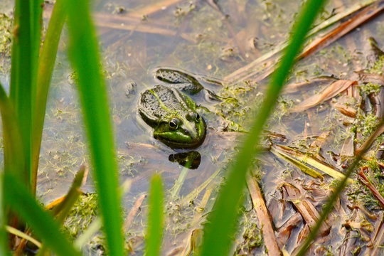 Kr&ouml;te im seichten Wasser hinter Halmen