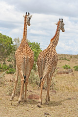 Giraffen von hinten