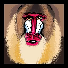 Foto op Canvas Portrait of a mandrill primate © Isaxar