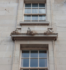 Fototapeta na wymiar Seagulls nesting on a window ledge despite anti seagull spikes