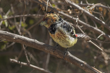 Acacia pied barbet, Africa