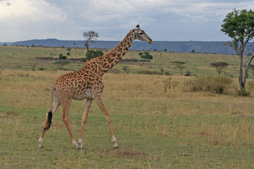 wild lebende Giraffe, Seitenansicht
