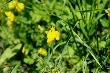 flower_2
