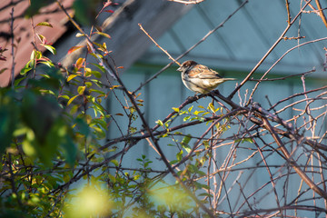 a sparrow sits on a tree branch on a sunny day