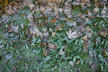 texture of autumn leaves frosts on grass