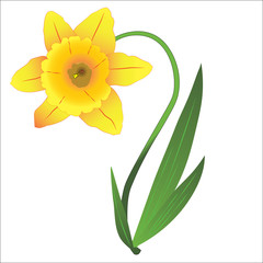 Fototapeta na wymiar Yellow Narcissus with green leaves. Vector illustration