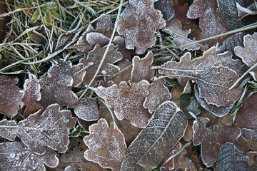 texture of autumn leaves frosts on grass close up
