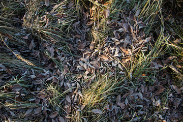 texture of autumn leaves frosts on grass