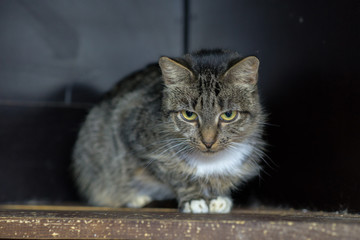 cat sit on a shelf in a cage in an animal shelter