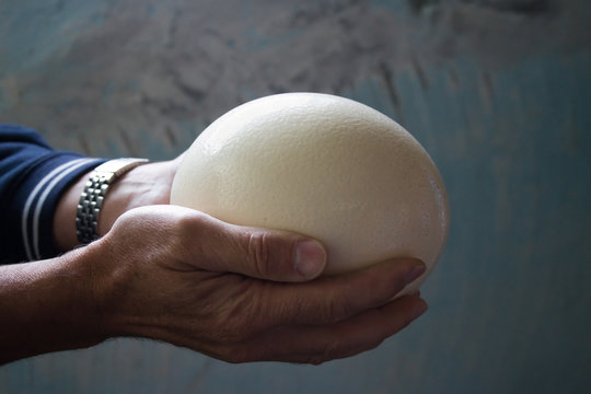 Ostrich Egg Images – Browse 18,954 Stock Photos, Vectors, and Video