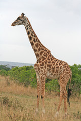 Naklejka premium wild lebende Giraffe, Seitenansicht