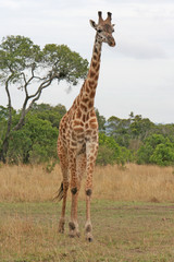 Giraffe von vorne