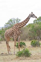 Giraffe beim Blätterfressen