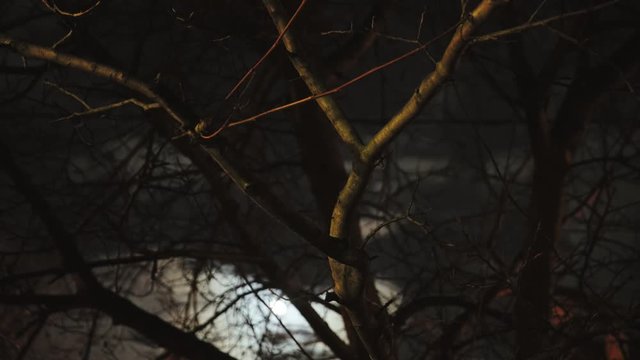 Night timelapse footage with sky and trees