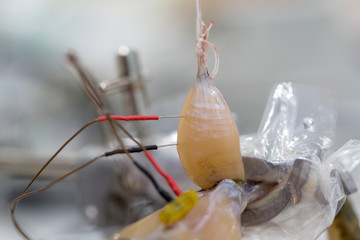 Nervous system test in Laboratory.