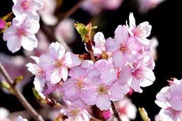 河津桜（カワヅザクラ）/代表的な早咲きの桜。淡いピンクが美しく開花期間が長い。花の少ない寒いときに咲くため非常に人気が高い。