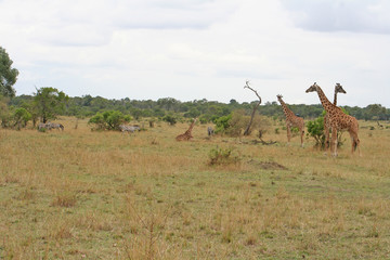 Giraffen  Familie im Nationalpark Masai Mara