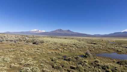 landscape of the Andes Mountains, with llamas grazing.