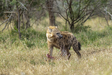 Hyena eating, Africa