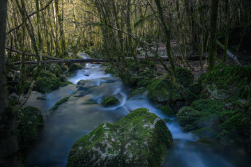 Stream flowing through   mossy forest
