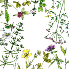 watercolor drawing flowers and plants