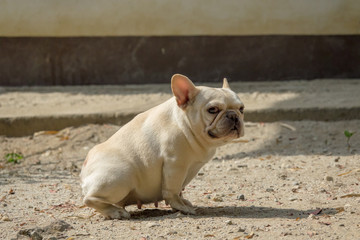 Cute little French bulldog playing on dirt ground, close-up shot.