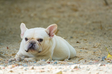 Cute little French bulldog playing on dirt ground, close-up shot.