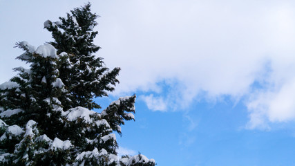 Pine with snow - upside down