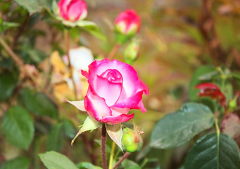 A delicate half-opened bud, a pink rose. Grows in the garden.