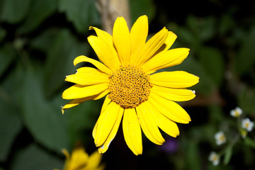 Obraz premium A large, fresh flower is yellow camomile, close-up.