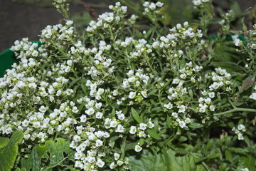 Alyssum white, fragrant flower, grows a large bush in the park, the garden