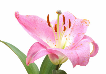 Lilie Pink Close-Up, Staubblatt und Stempel mit Blütenstaub  © belamy