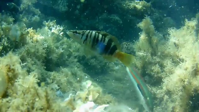 Visitors on the reef (accelerated version)