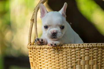 Cute little French bulldog on brown basket with green natue background, close-up shot.