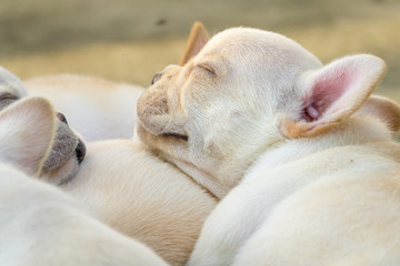 Cute little French bulldog sleeping together, close-up shot.
