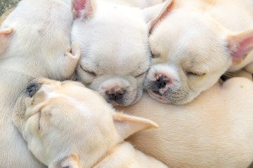 Cute little French bulldog sleeping together, close-up shot.