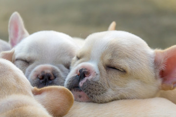 Cute little French bulldog sleeping together, close-up shot.